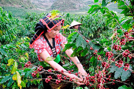 Top 10 thị trường nhập khẩu cà phê Việt Nam nhiều nhất 6 tháng 2020